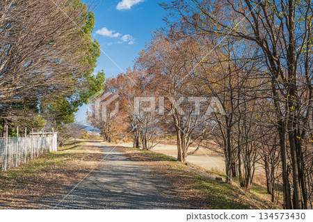 Winter-dead trees on the Katsura River bank, Kyoto City 134573430