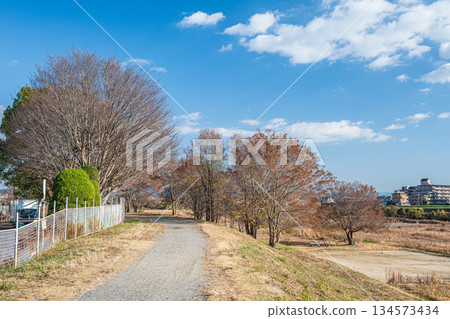 Winter-dead trees on the Katsura River bank, Kyoto City 134573434