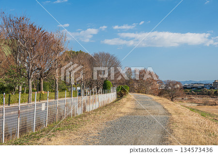 Winter-dead trees on the Katsura River bank, Kyoto City 134573436