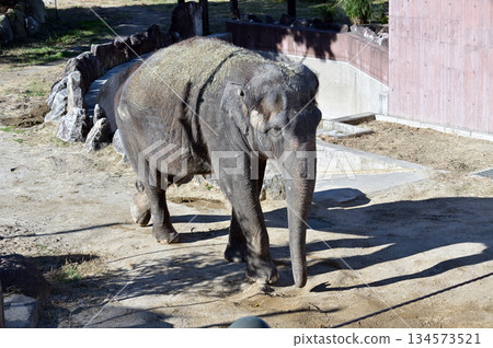 Walking Asian elephant Walking Asian elephant 134573521