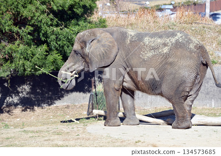 Walking African elephant Walking African elephant 134573685