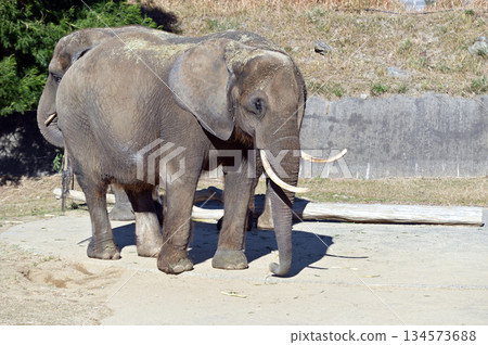 Walking African elephant 134573688