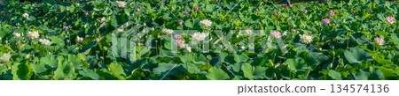 Panoramic view of a lotus pond in full bloom 134574136