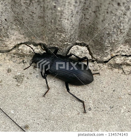 A false earthworm beetle walking on the ground A false earthworm beetle walking on the ground 134574143