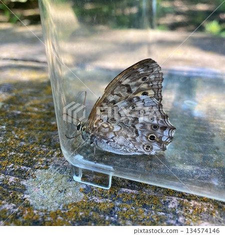 A Satokimadarahikage butterfly caught in the park 134574146