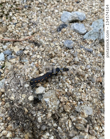 A larva of a common blue butterfly walking on the ground 134574164