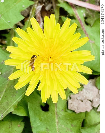 一隻小頭蠅正在蒲公英花上吸食花蜜 134574170
