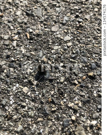 艾蒿葉甲蟲沿著道路行走 134574176
