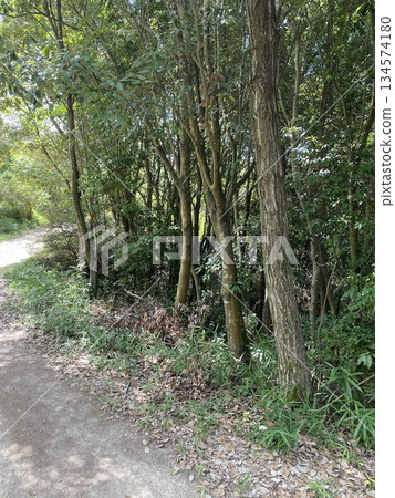 森林裡的狹窄小路 森林裡的狹窄小路 134574180