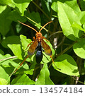 A tortoiseshell wasp resting on a leaf 134574184