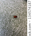 A red-bellied scarab beetle on the floor 134574187