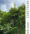 Okinawa's trees and sky 134574190
