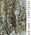 A red-legged click beetle on a tree trunk 134574193