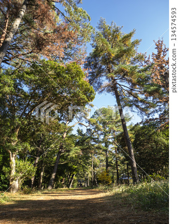 The soothing pine tree lined avenue leading to Amanohashidate, one of Japan's three most scenic spots The soothing pine tree lined avenue leading to Amanohashidate, one of Japan's three most scenic spots 134574593