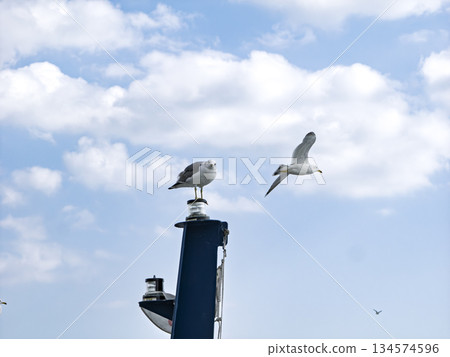 Freedom of the blue sky, a moment of relaxation with soaring seagulls Freedom of the blue sky, a moment of relaxation with soaring seagulls 134574596