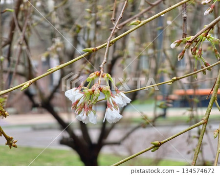 White cherry blossoms, Prunus subgen., bloom in a cherry orchard. Close-up against a blue sky. Cloudy rainy weather. Raindrops on flowers. 134574672