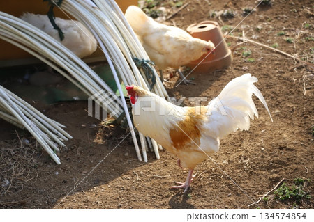 Chickens wandering around the coop Chickens wandering around the coop 134574854