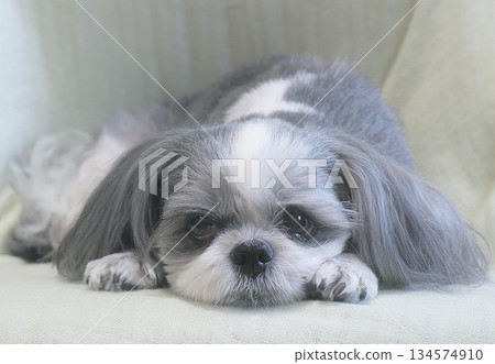 西施犬，雌性，14歲，躺著 134574910