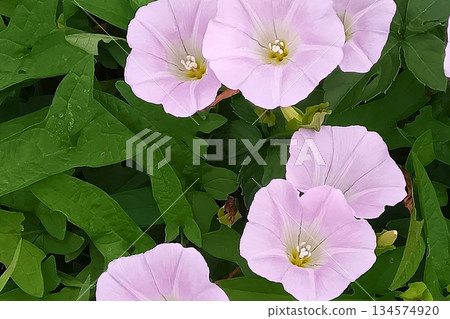 Bindweed clusters Bindweed clusters 134574920