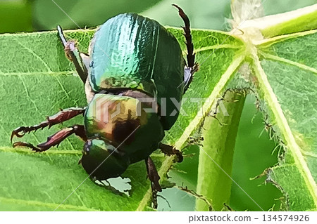 Scarab beetles, insects that eat kudzu leaves 134574926