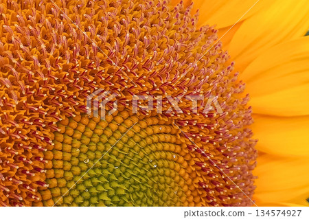 Sunflower close-up graphic material 134574927