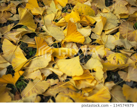 Deciduous ginkgo leaves Deciduous ginkgo leaves 134574979