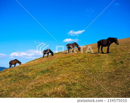Cape Toi and wild horses Cape Toi and wild horses 134575010