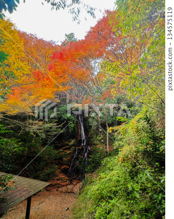 紅葉美麗的天神瀑布（山口市德地坂口內） 134575119