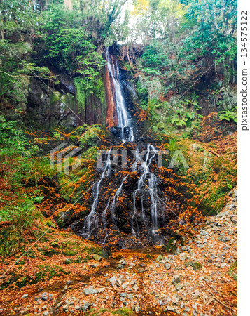 紅葉美麗的天神瀑布（山口市德地坂口內） 134575122