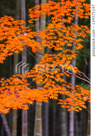 秋葉與竹林(天龍寺)_3326 秋葉與竹林(天龍寺)_3326 134575147