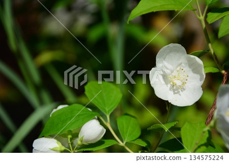 Baikutsugi flower 134575224