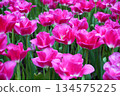 Tulips Flower 134575225
