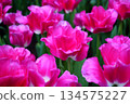 Tulips Flower 134575227