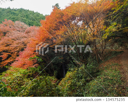 紅葉美麗的天神瀑布（山口市德地坂口內） 134575235