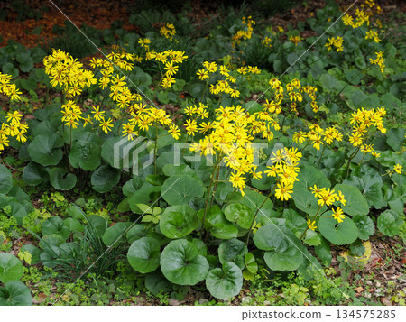 Zwabuki黃色花 134575285