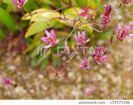 Landscape with Taiwan Lesser Cuckoo Landscape with Taiwan Lesser Cuckoo 134575396