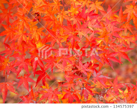 風景與秋天的落葉 134575397
