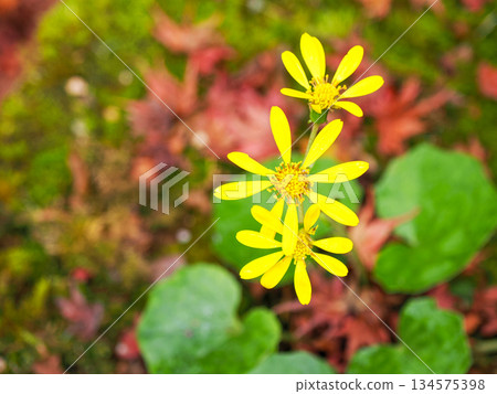 Zwabuki黃色花 134575398