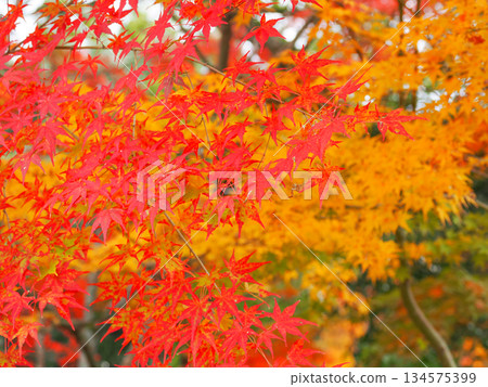 風景與秋天的落葉 134575399