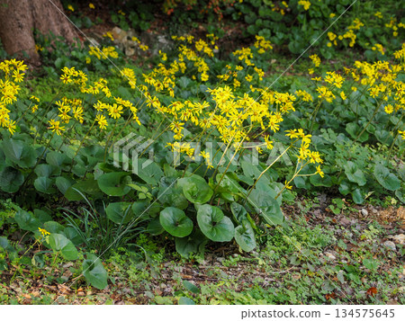 Zwabuki黃色花 134575645