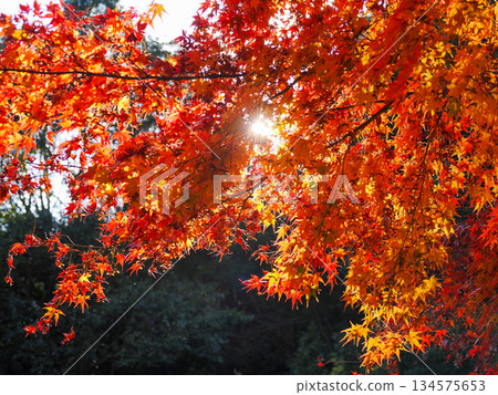Landscape with autumn leaves 134575653