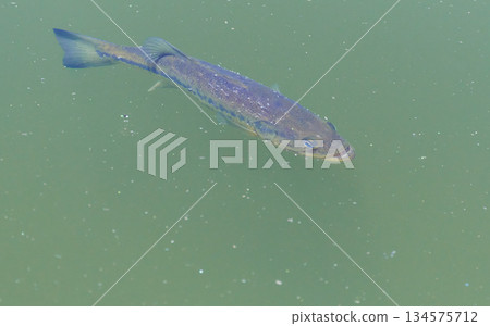 A black bass swimming on the surface of the water A black bass swimming on the surface of the water 134575712