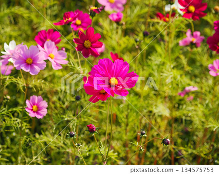 有宇宙的風景 134575753