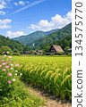 Gassho-style houses and traditional houses in Shirakawa-go in summer 134575770