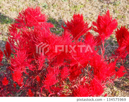 Pink cockscomb flower 134575969