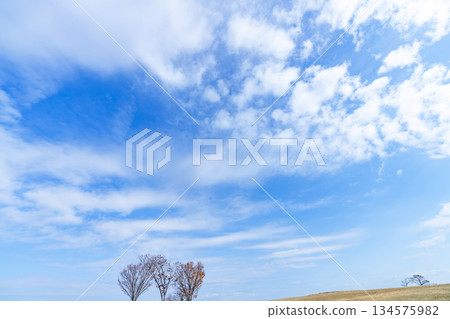 Winter sky, clouds and trees Winter sky, clouds and trees 134575982