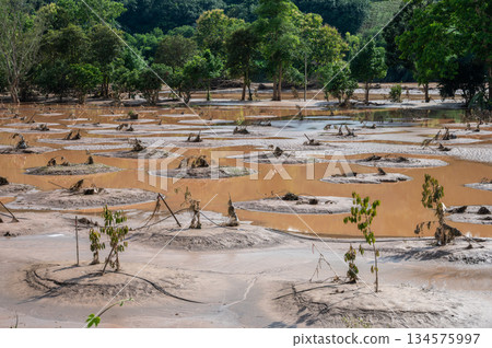 Durians farm fields in Chiang Rai province have been covered with flood waters and mud after typhoon Yagi swept across Thailand. Durians farm fields in Chiang Rai province have been covered with flood waters and mud after typhoon Yagi swept across Thailand. 134575997