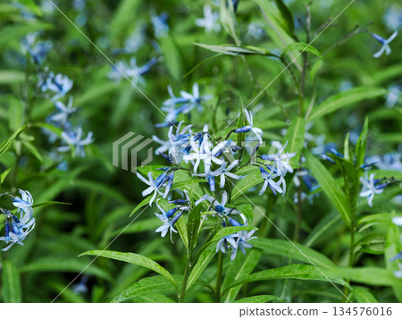 景觀與 Amsonia elliptica 134576016