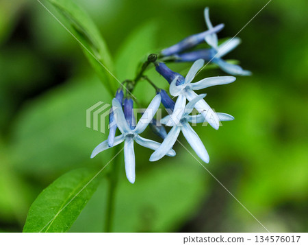 Landscape with Amsonia elliptica 134576017