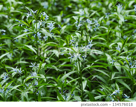 Landscape with Amsonia elliptica Landscape with Amsonia elliptica 134576018